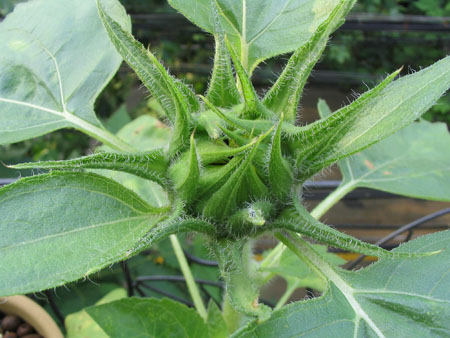 ��ţ��-----�Ѿ���5����ɫ�ˣ��װ��¿����۵��»�ɫ��