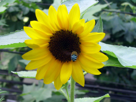 ��ţ��-----�Ѿ���5����ɫ�ˣ��װ��¿����۵��»�ɫ��