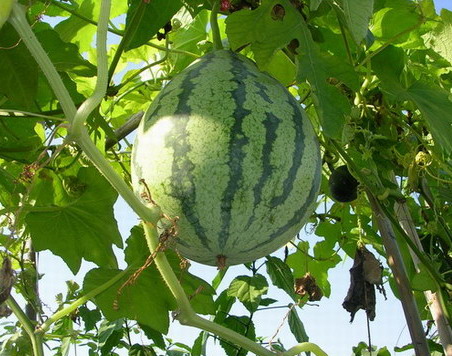 ���ֵ�����