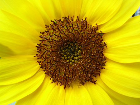 ��ţ��-----�Ѿ���5����ɫ�ˣ��װ��¿����۵��»�ɫ��