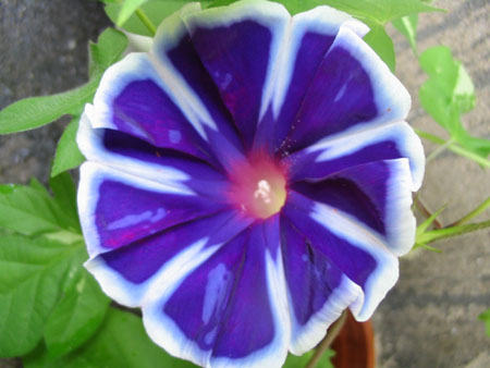 ��ţ��-----�Ѿ���5����ɫ�ˣ��װ��¿����۵��»�ɫ��