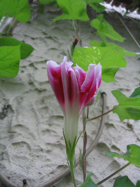 ��ţ��-----�Ѿ���5����ɫ�ˣ��װ��¿����۵��»�ɫ��