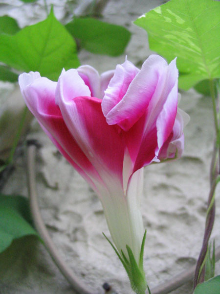 ��ţ��-----�Ѿ���5����ɫ�ˣ��װ��¿����۵��»�ɫ��