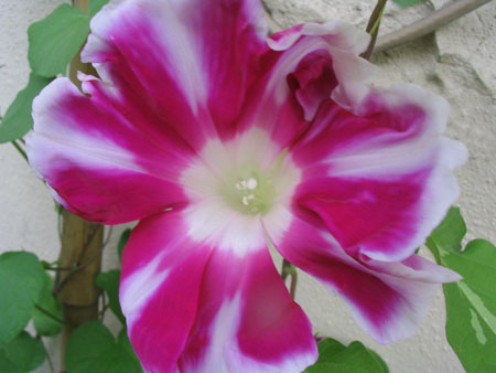 ��ţ��-----�Ѿ���5����ɫ�ˣ��װ��¿����۵��»�ɫ��