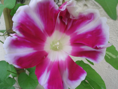 ��ţ��-----�Ѿ���5����ɫ�ˣ��װ��¿����۵��»�ɫ��