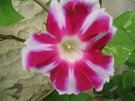 ��ţ��-----�Ѿ���5����ɫ�ˣ��װ��¿����۵��»�ɫ��