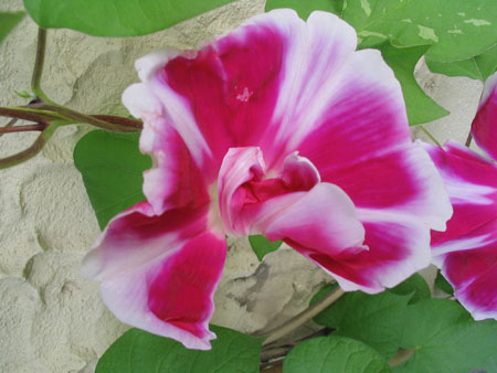 ��ţ��-----�Ѿ���5����ɫ�ˣ��װ��¿����۵��»�ɫ��