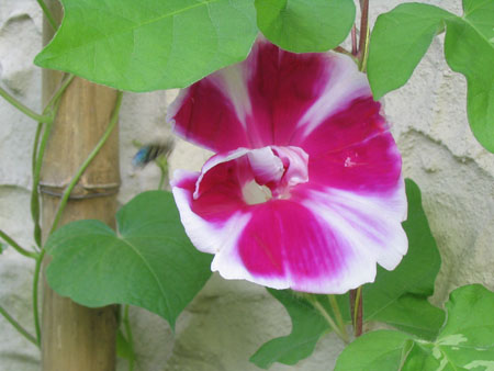 ��ţ��-----�Ѿ���5����ɫ�ˣ��װ��¿����۵��»�ɫ��