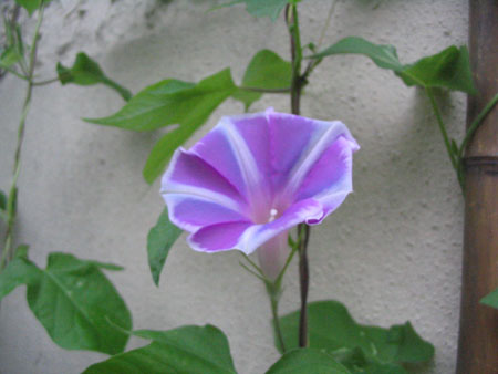 ��ţ��-----�Ѿ���5����ɫ�ˣ��װ��¿����۵��»�ɫ��