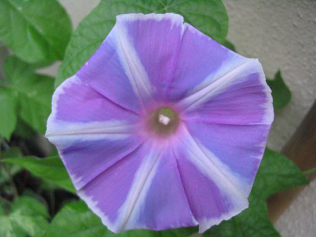 ��ţ��-----�Ѿ���5����ɫ�ˣ��װ��¿����۵��»�ɫ��