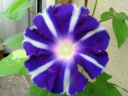 ��ţ��-----�Ѿ���5����ɫ�ˣ��װ��¿����۵��»�ɫ��