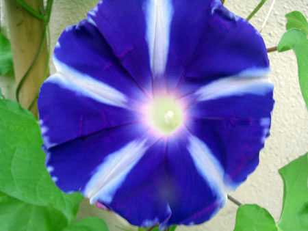 ��ţ��-----�Ѿ���5����ɫ�ˣ��װ��¿����۵��»�ɫ��