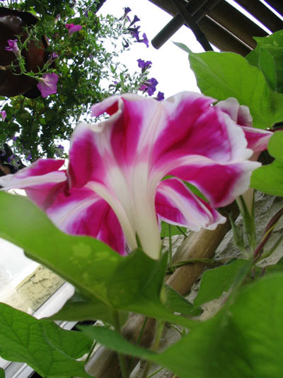 ��ţ��-----�Ѿ���5����ɫ�ˣ��װ��¿����۵��»�ɫ��