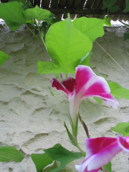 ��ţ��-----�Ѿ���5����ɫ�ˣ��װ��¿����۵��»�ɫ��