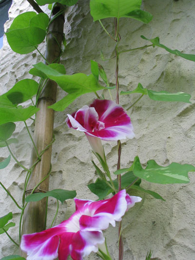 ��ţ��-----�Ѿ���5����ɫ�ˣ��װ��¿����۵��»�ɫ��