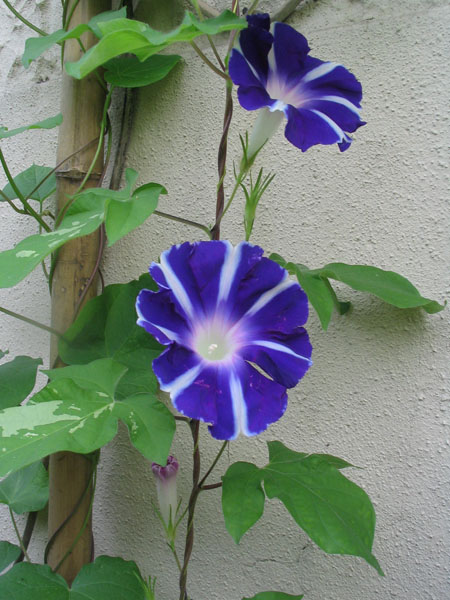 ��ţ��-----�Ѿ���5����ɫ�ˣ��װ��¿����۵��»�ɫ��