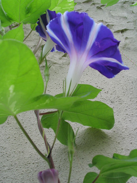 ��ţ��-----�Ѿ���5����ɫ�ˣ��װ��¿����۵��»�ɫ��