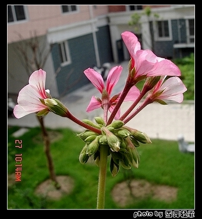 ���ÿ�����Ŷ~~��G�㼪�ԣ�P3������Ư�����»�ɫ^O^