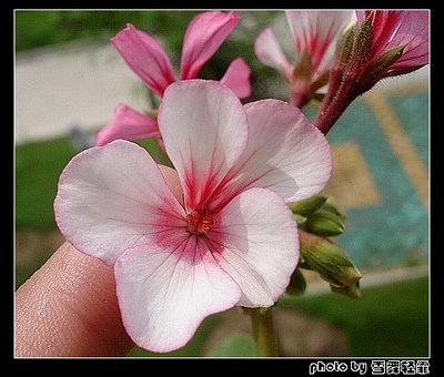 ���ÿ�����Ŷ~~��G�㼪�ԣ�P3������Ư�����»�ɫ^O^