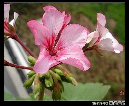 ���ÿ�����Ŷ~~��G�㼪�ԣ�P3������Ư�����»�ɫ^O^