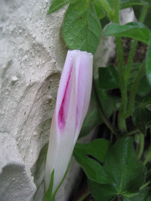 ��ţ��-----�Ѿ���5����ɫ�ˣ��װ��¿����۵��»�ɫ��