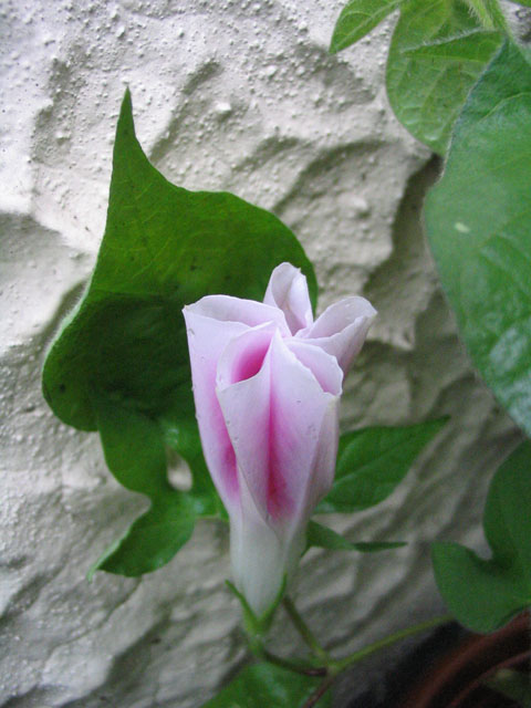 ��ţ��-----�Ѿ���5����ɫ�ˣ��װ��¿����۵��»�ɫ��