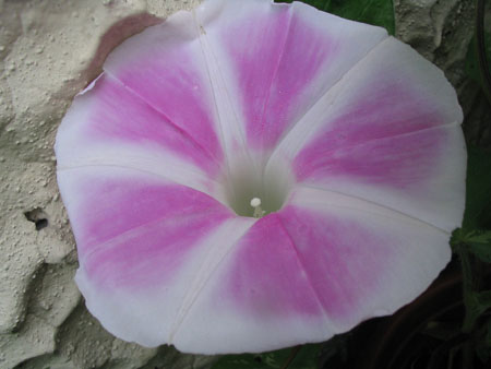 ��ţ��-----�Ѿ���5����ɫ�ˣ��װ��¿����۵��»�ɫ��