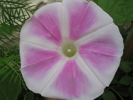 ��ţ��-----�Ѿ���5����ɫ�ˣ��װ��¿����۵��»�ɫ��