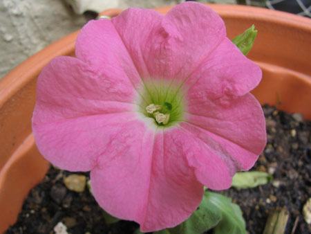 ��ţ��-----�Ѿ���5����ɫ�ˣ��װ��¿����۵��»�ɫ��