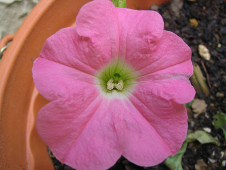 ��ţ��-----�Ѿ���5����ɫ�ˣ��װ��¿����۵��»�ɫ��