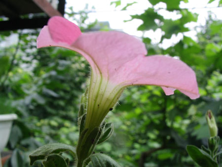 ��ţ��-----�Ѿ���5����ɫ�ˣ��װ��¿����۵��»�ɫ��