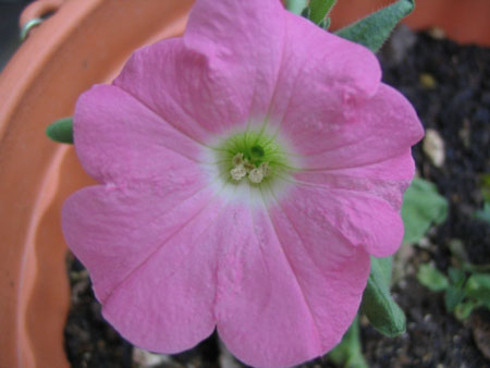 ��ţ��-----�Ѿ���5����ɫ�ˣ��װ��¿����۵��»�ɫ��