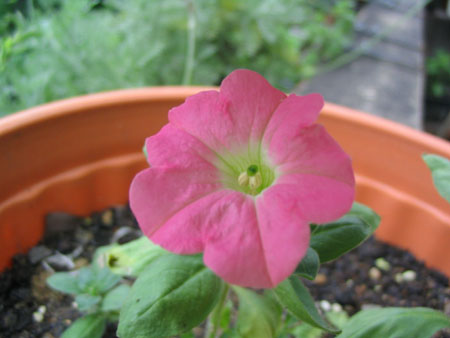 ��ţ��-----�Ѿ���5����ɫ�ˣ��װ��¿����۵��»�ɫ��