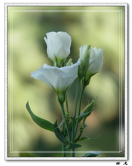 ������ż����۹�