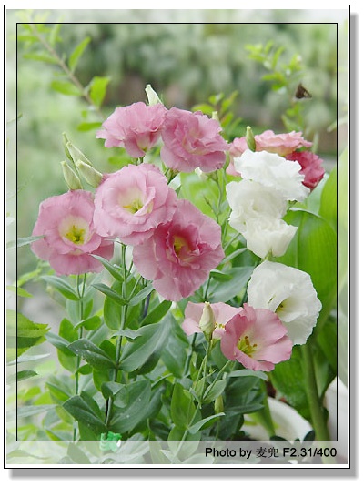 ������ż����۹�