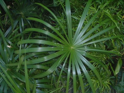 �ف��²�.. ���y���f...