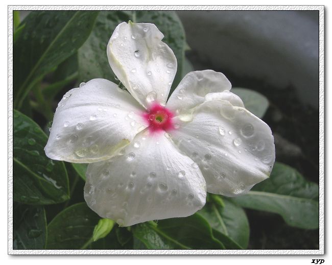 ���ڿ��Ļ�