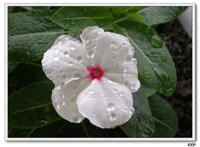 ���ڿ��Ļ�