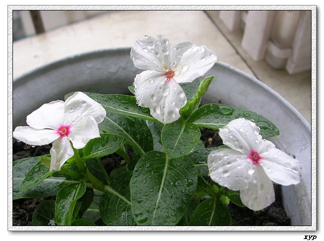 ���ڿ��Ļ�