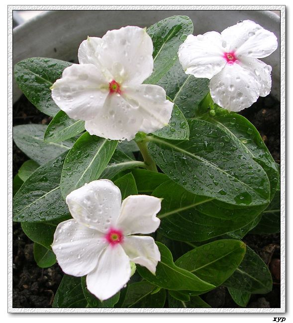 ���ڿ��Ļ�