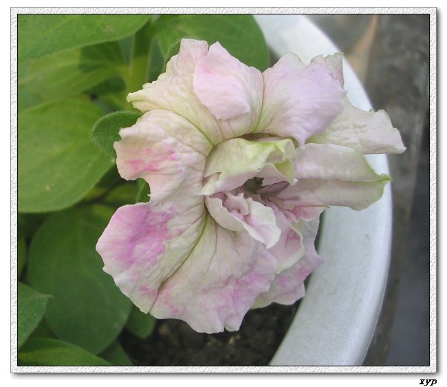 ���ڿ��Ļ�