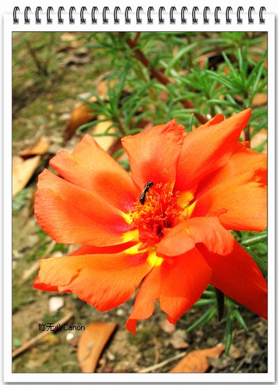 ��Щ�����ֿ��Ļ�...