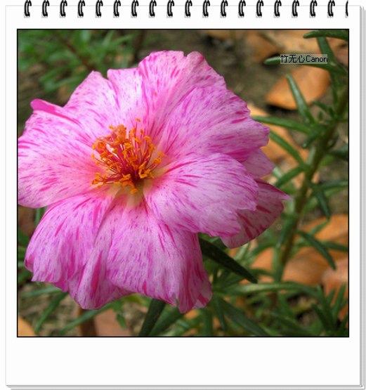 ��Щ�����ֿ��Ļ�...