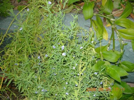 ���ľա����ꡣ���ŵ����մ�