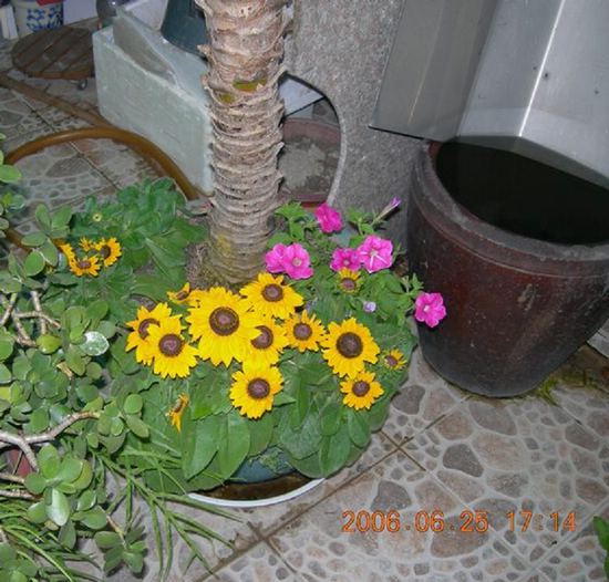 ���ľա����ꡣ���ŵ����մ�