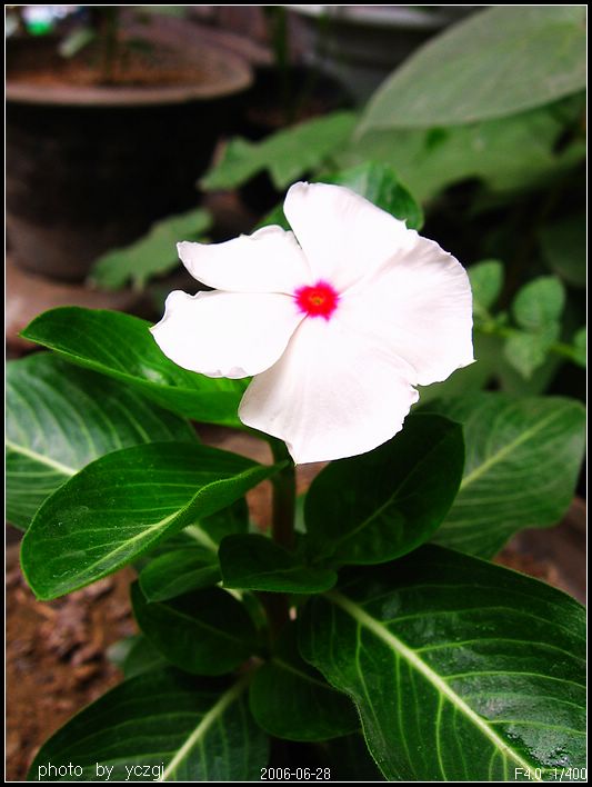 �ҼҵĲݻ���