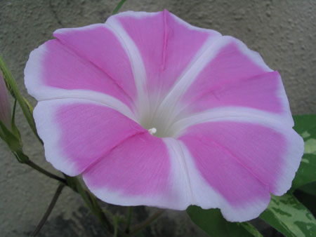 ��ţ��-----�Ѿ���5����ɫ�ˣ������ʹ������򡢱��Ƿۣ�