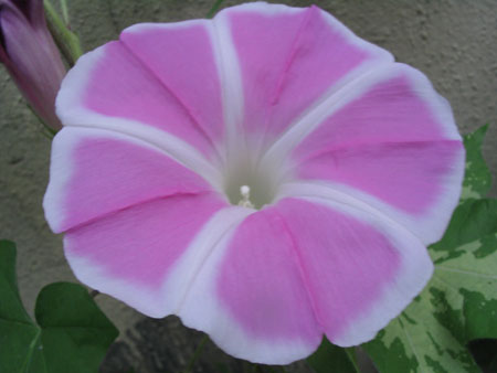 ��ţ��-----�Ѿ���5����ɫ�ˣ������ʹ������򡢱��Ƿۣ�