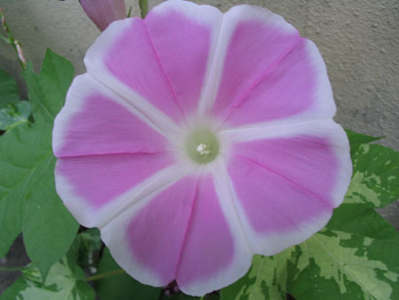 ��ţ��-----�Ѿ���5����ɫ�ˣ������ʹ������򡢱��Ƿۣ�