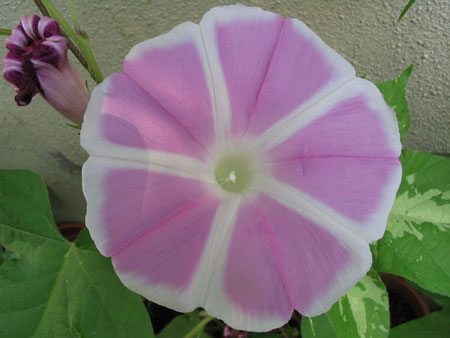 ��ţ��-----�Ѿ���5����ɫ�ˣ������ʹ������򡢱��Ƿۣ�